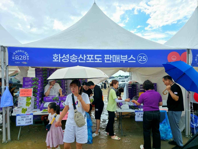 화성송산포도축제 사진(3) ⓒ타임즈