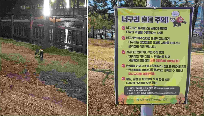 너구리 ⓒ타임즈