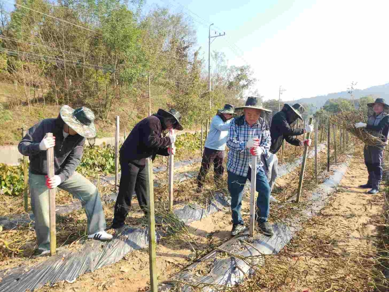 음성군 홍보실, 가을철 농촌 일손돕기 실시(1)_고춧대를 뽑는 등 밭 주변 정리 활동 ⓒ타임즈