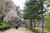 안양시 '봄 꽃 가득' 서울대 관악수목원 23일간 개방된다