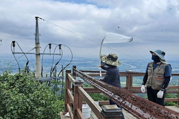 인천시, 계양산 러브버그 수습 현장인천 방문 … 방제 상황 점검