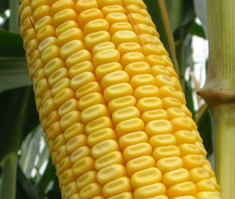 황숙기 옥수수 알곡 모습