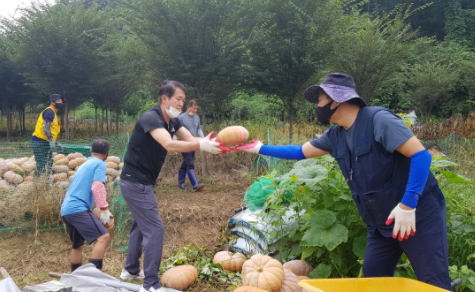 여주시 오학동 지역사회보장협의체 맷돌호박 수확