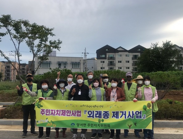 양서면 주민자치위원회, 국수리 일대 외래식물 제거 후 국화 식재