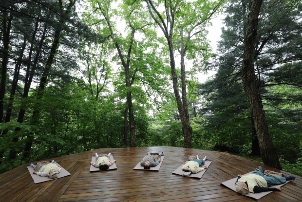 산림치유 참고사진