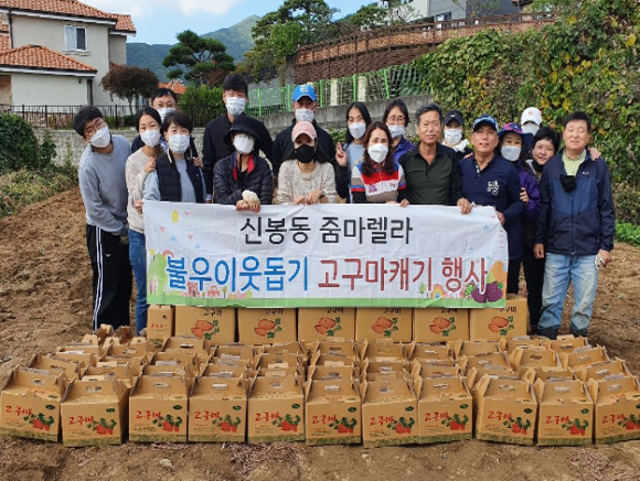 고구마 수확 행사