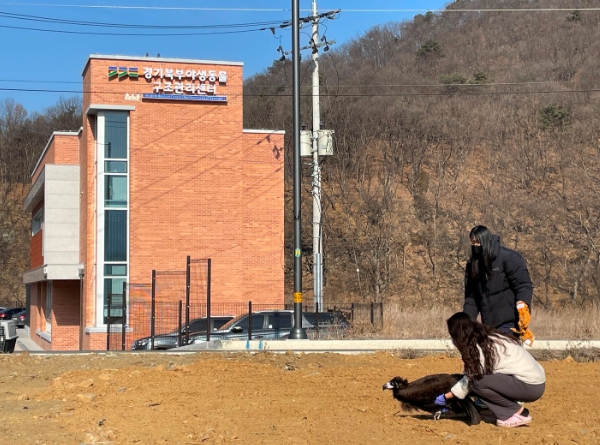 북부야생동물구조센터 독수리 구조 자연복귀