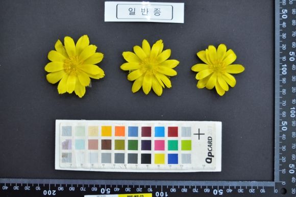 산림청, ‘산림신품종 확보’를 위한 노력