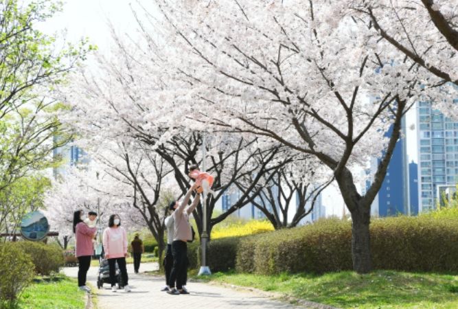 분홍빛으로 물든 안산시…“가까운 동네에서 벚꽃 즐기세요”(호수공원) ⓒ타임즈