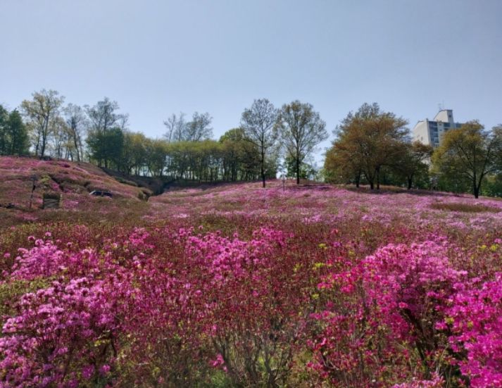 화사한 자태를 뽐내고 있는 군포 철쭉동산의 철쭉 ⓒ타임즈