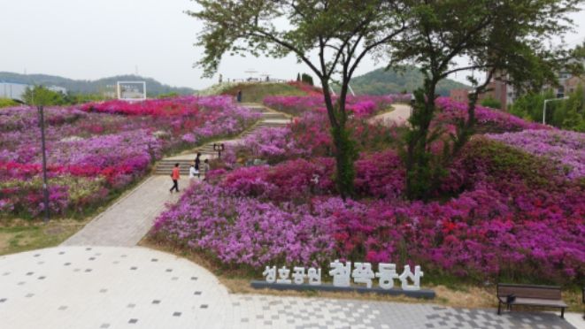 안산시 성호공원 철쭉동산에 이어지는 상춘객들 ⓒ타임즈