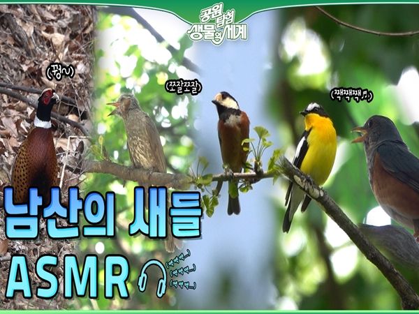 공원탐험 생물의세계 ‘새들의 지저귐과 울음소리’ 썸네일