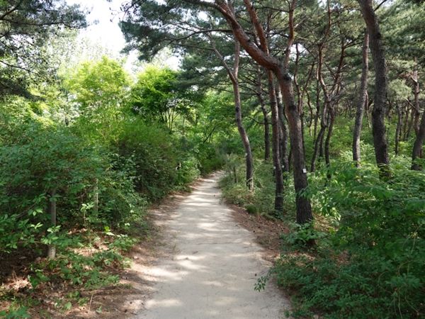 남산 소나무 힐링숲