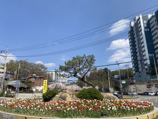 안성시, 녹지대 봄맞이 튤립 꽃길 조성 완료