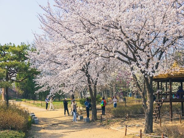 벚꽃 명소 인천대공원, 53만 나들이객 다녀가