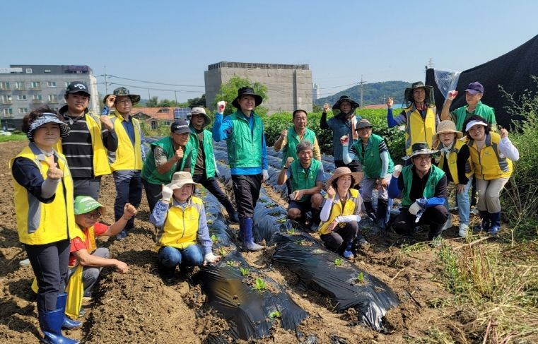 오산시 초평동 주민자치회-새마을지도자협의회 ‘사랑의 배추 심기’행사