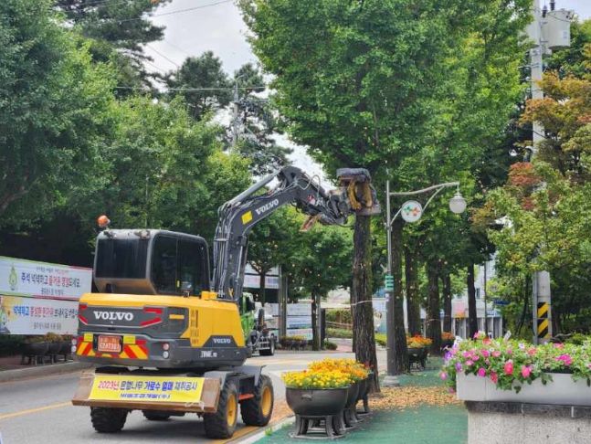 동두천시, ‘가을 불청객’ 은행나무 열매 채취