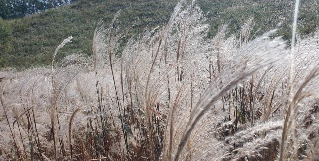 가을의 절경 포천에서 즐기는 '제26회 포천 산정호수 명성산 억새꽃 축제 개최'