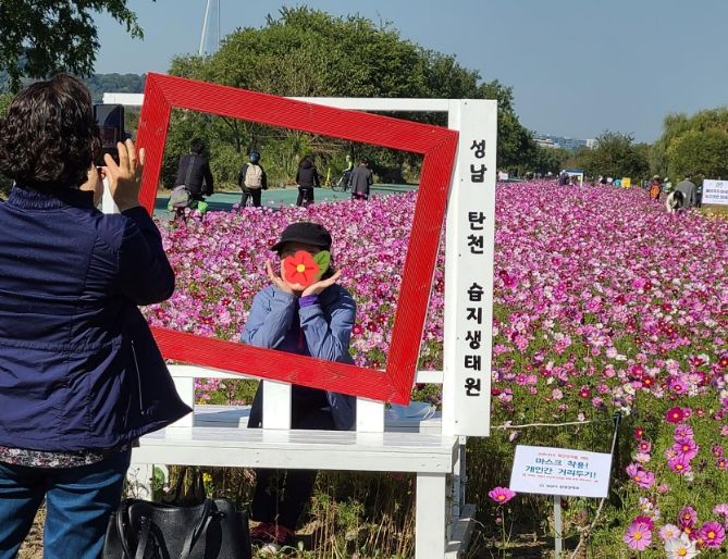 코스모스 길이 있는 성남 탄천 태평습지생태원 포토존
