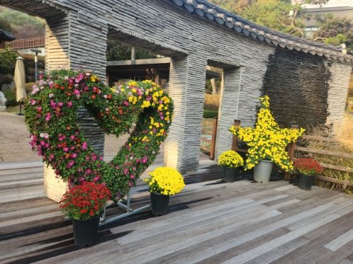 국화분재