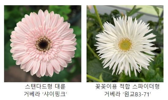 국산 거베라 꽃