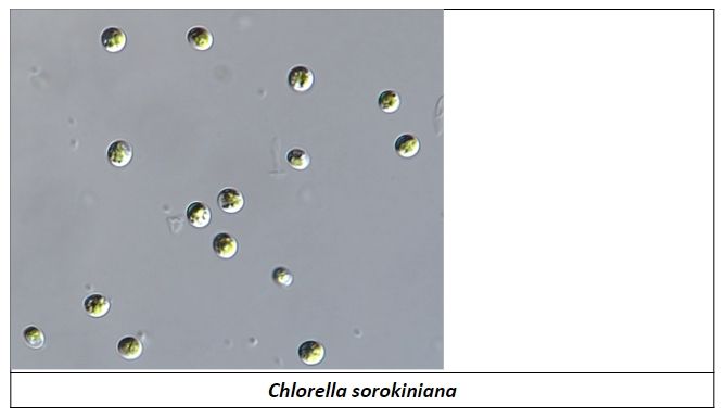 클로렐라 소로키니아나(Chlorella sorokiniana)
