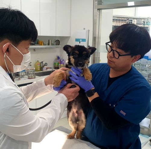 반려동물 진료사진