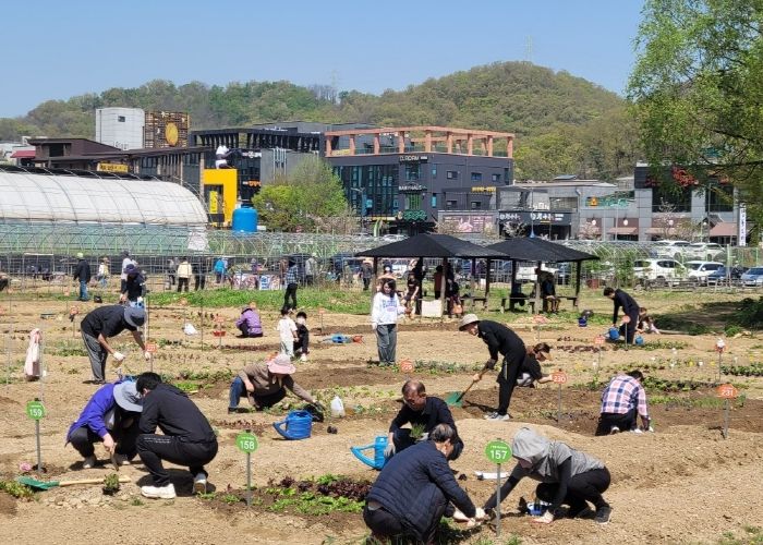 광명시 시민주말농장 참여 가족을 대상으로 지난 13일 모종 나눔 행사가 성황리에 열렸다.