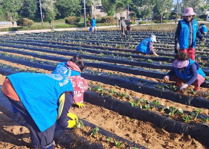 일죽면 바르게살기위원회, 취약계층을 위한 고구마심기 행사 가져