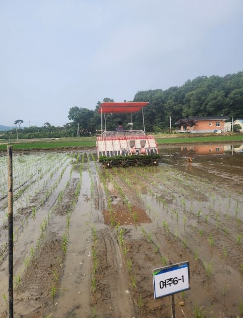 여주시, 지역 대표품종 개발을 위한 2년차 모내기