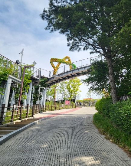 애기봉평화생태공원 꽃별모습