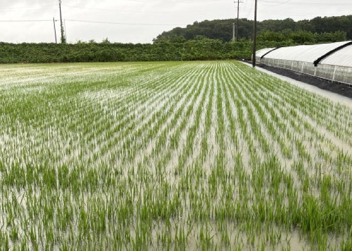 이천시농업기술센터, 집중호우에 따른 농작물 사후관리 철저 당부