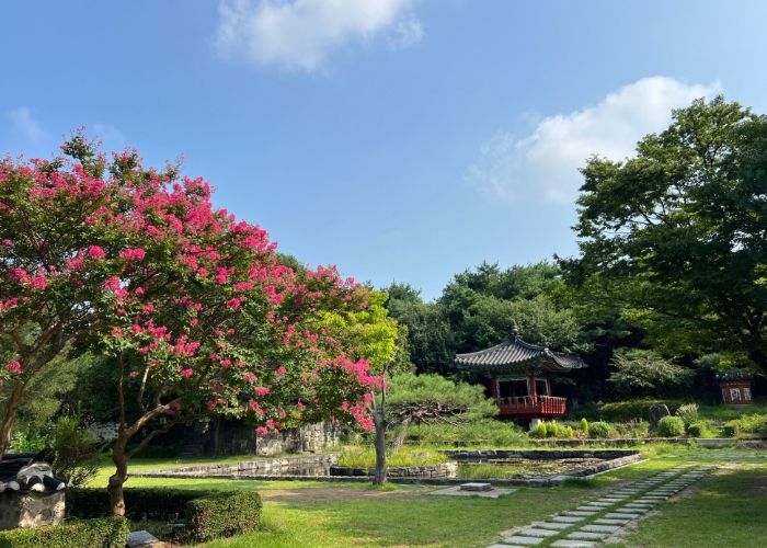 일산호수공원 전통정원의 배롱나무 꽃