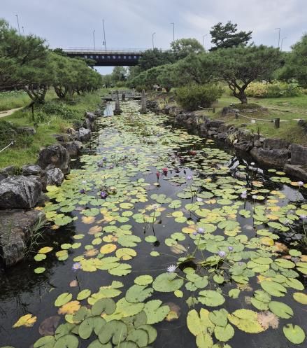 세미원 수련연못