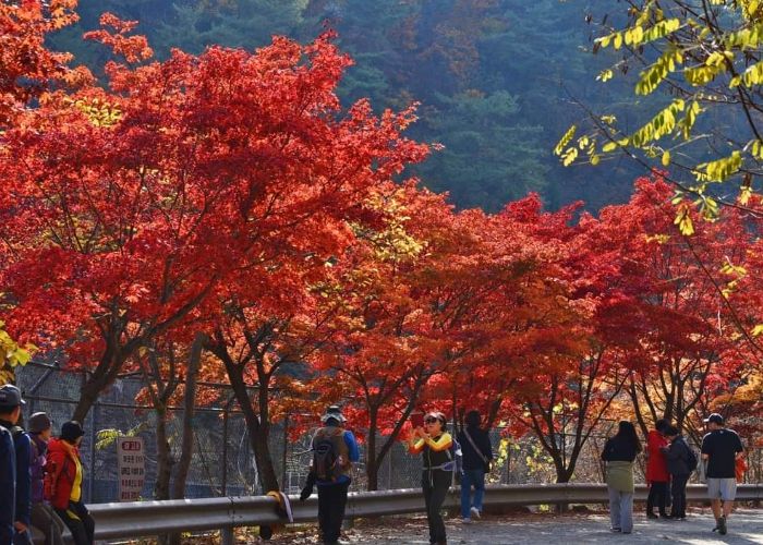 관악수목원 가을단풍