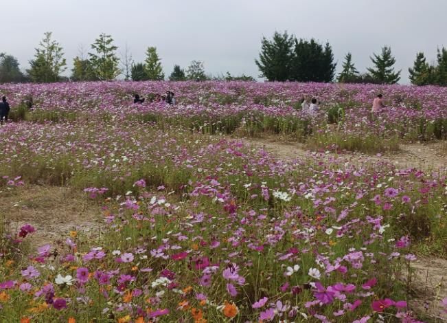 걸으며 즐기는 가을의 정취, 여주 당남리섬