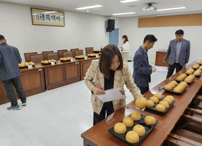 남양주먹골배 품평회 성료, 최고 품질 배 선발