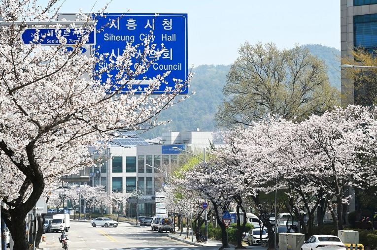 시흥시, 활짝 핀 벚꽃 아래 시민 마음도 봄날