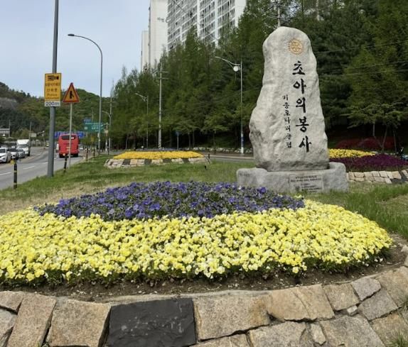 기흥구 교통섬 꽃 식재 모습