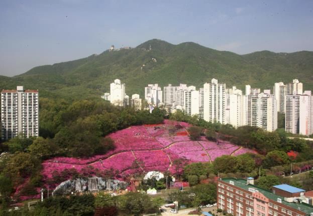 군포철쭉동산