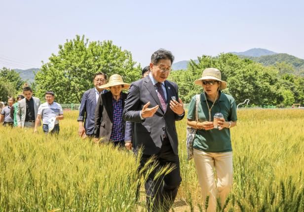 밀밭 설명