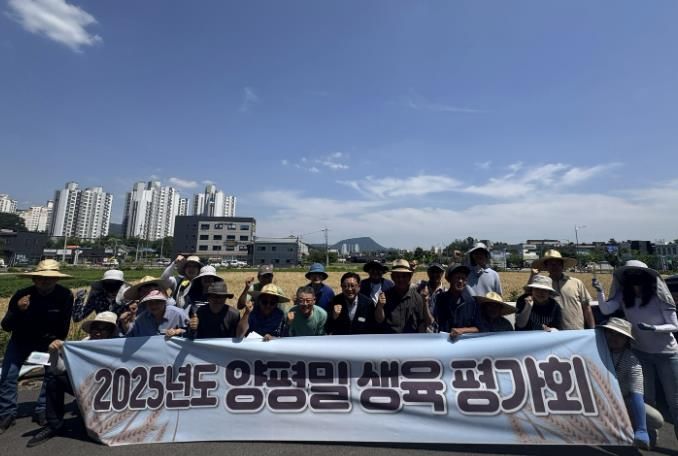 농업기술센터와 농업인이 관내 밀 재배 포장에서 밀 생육 평가회 진행