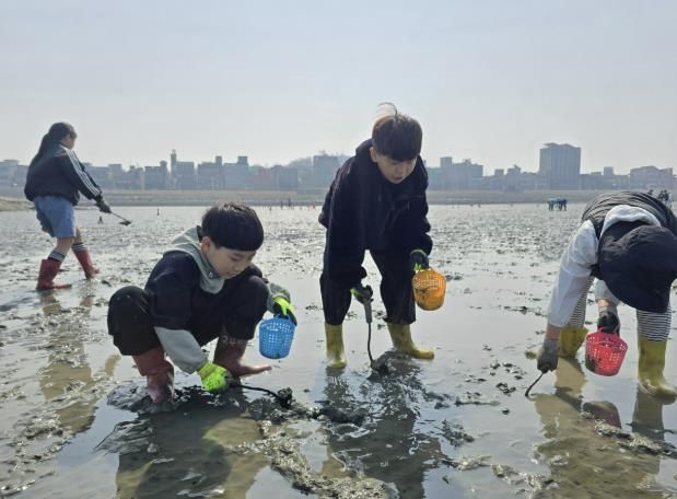 아이들이 갯벌에서 조개 캐기 체험을 하고 있다.