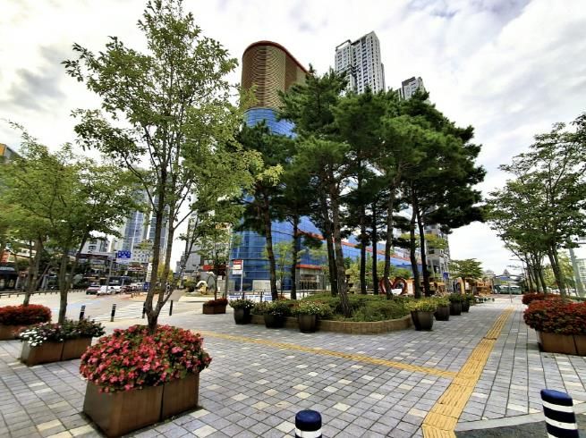 아산시 온양3동 터미널 앞 사거리에 조성된 가로수 화분 모습