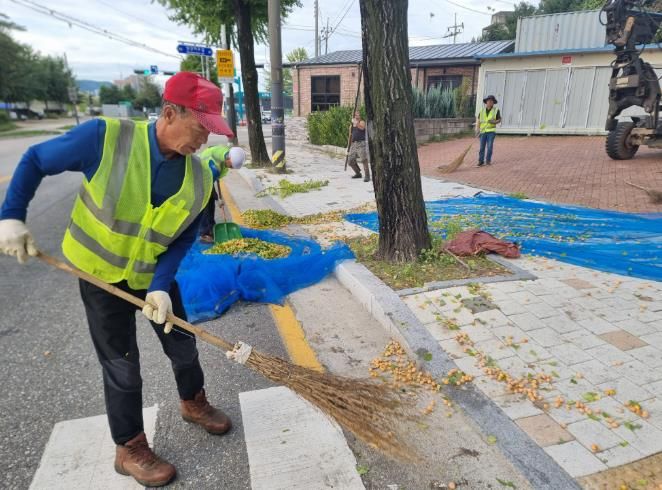 은행나무 열매 조기채취