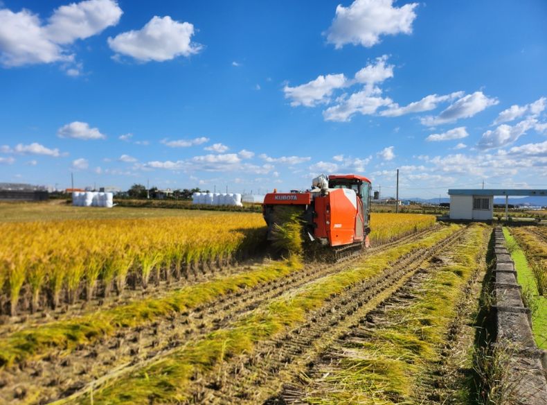 1. 천안시 성환읍 수도작 농가가 벼 수확을 하고 있다.