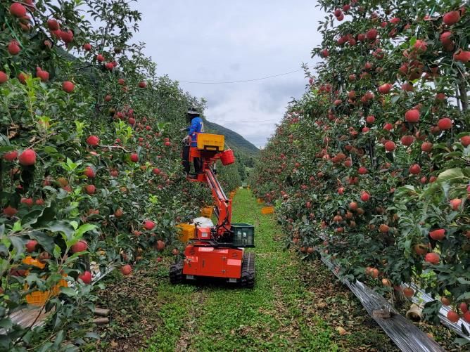 포천시, ‘2025년 포천사과 품평회 및 판매행사’ 개최