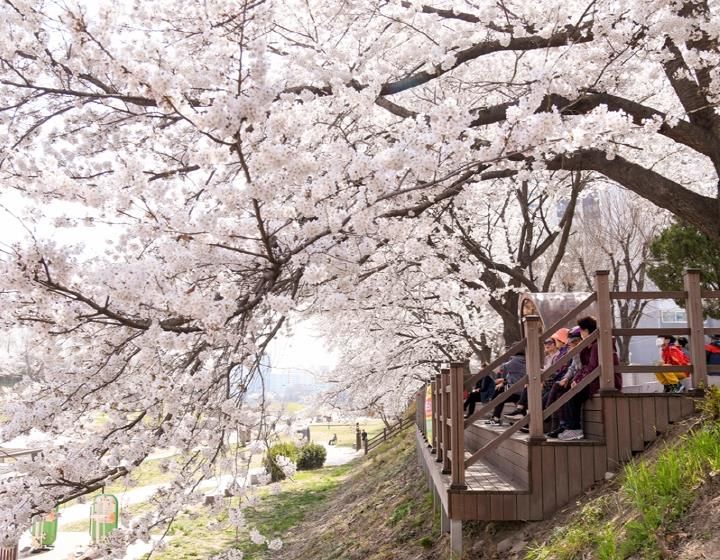 중랑천변 벚꽃길