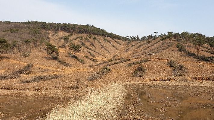 조림지 사진