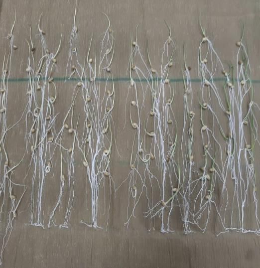 종자 발아율 검사